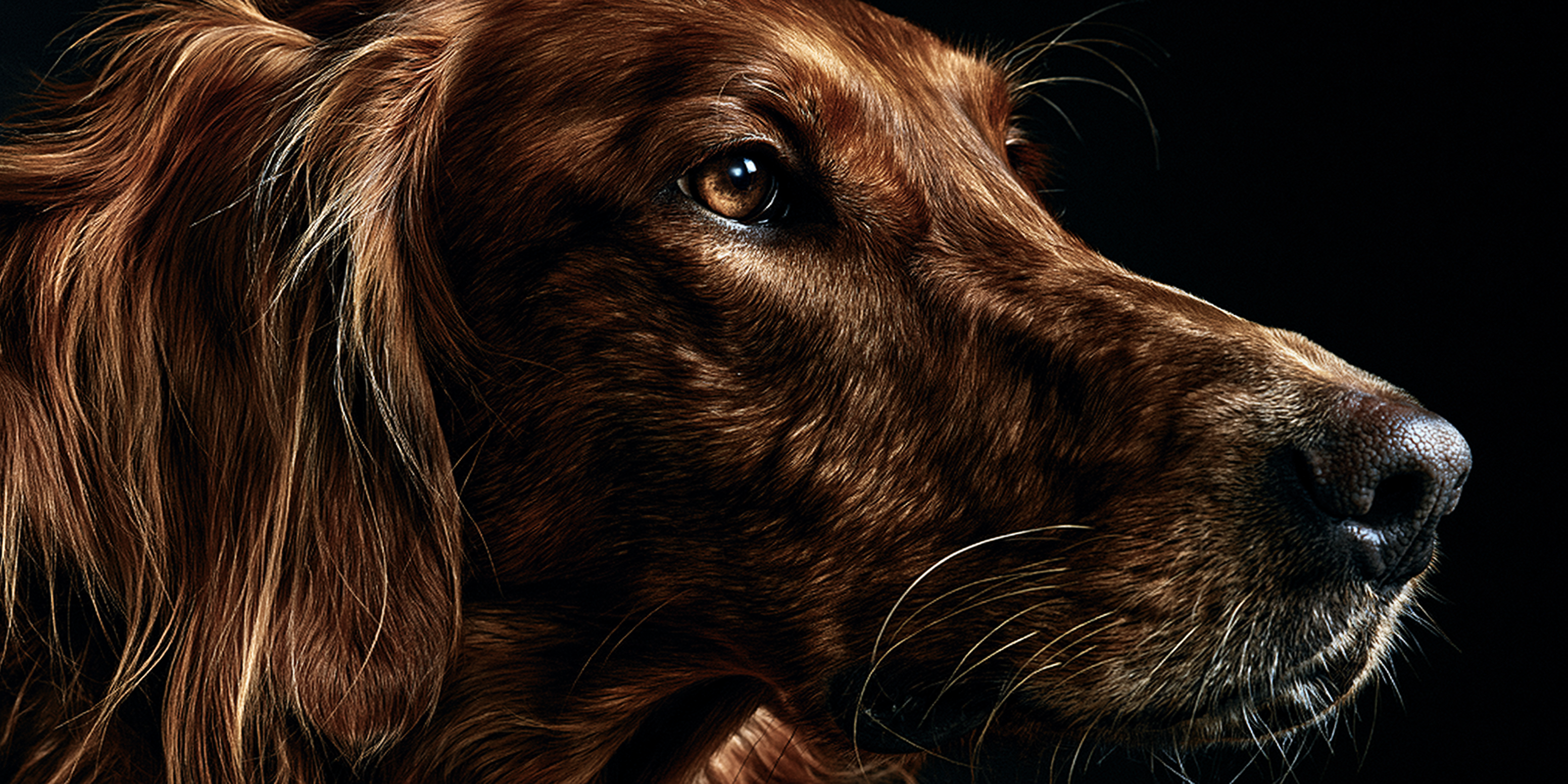 marketingmc_premium_dog_–ar_21_–profile_u862yu4_–hd_–v_8._27dbf8a0-d39b-48ab-941e-2fb9d8755add_0